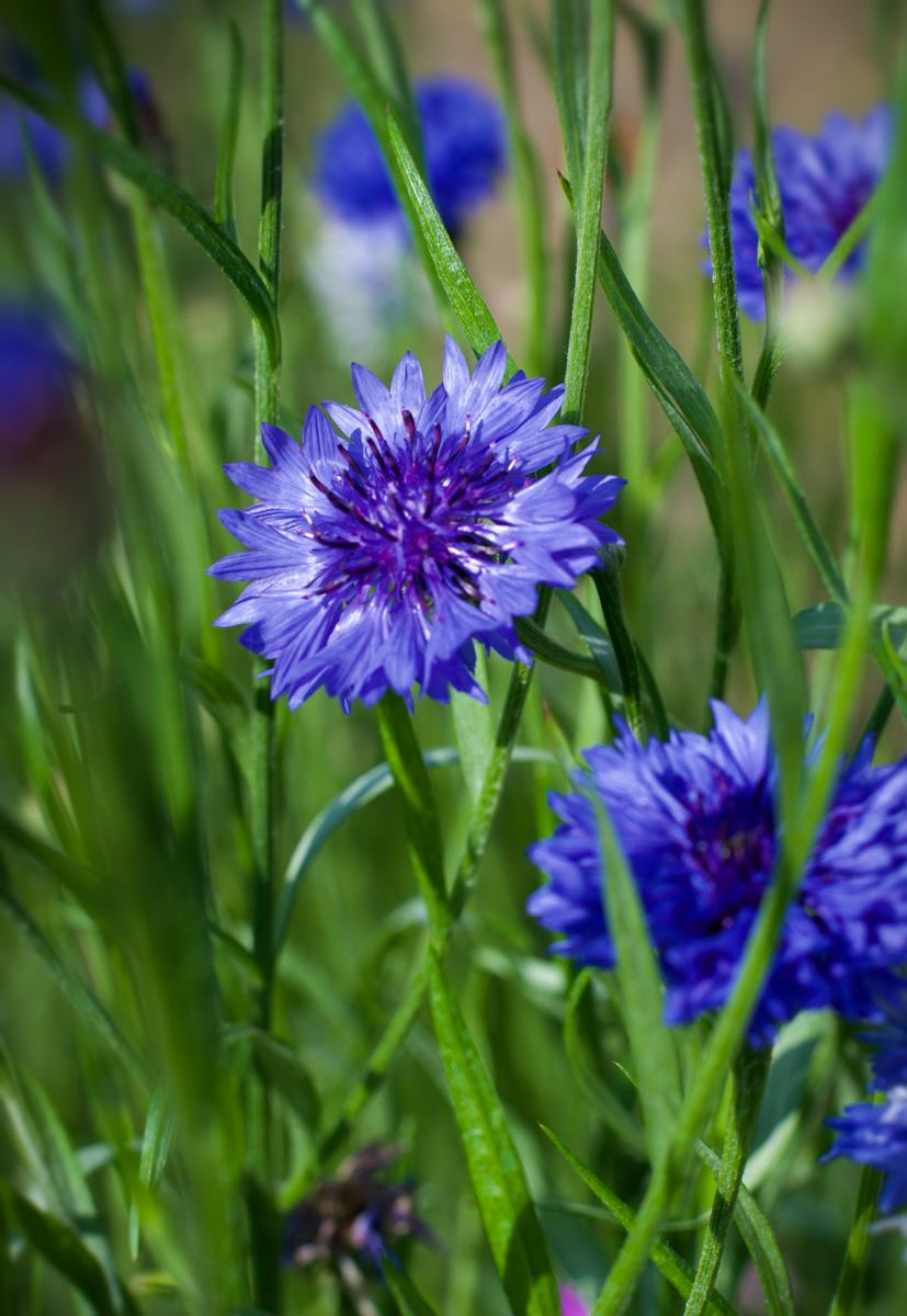 Bleuet