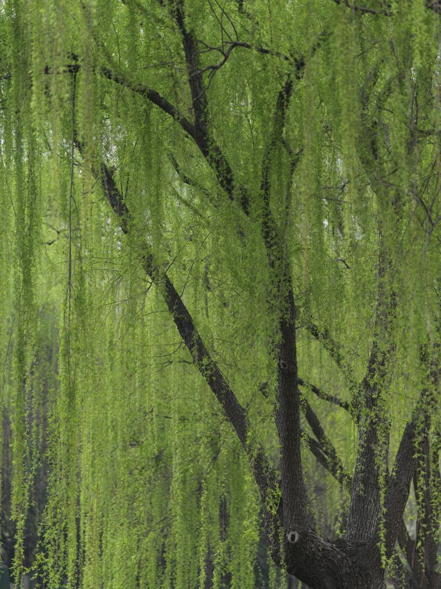 Branches de saule