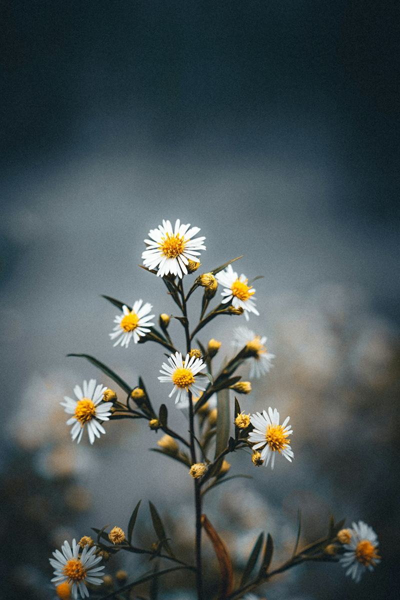 Camomille