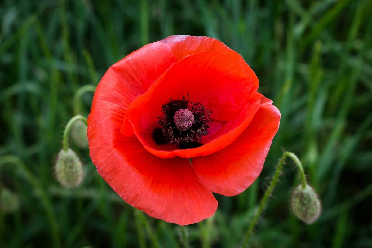 Coquelicot