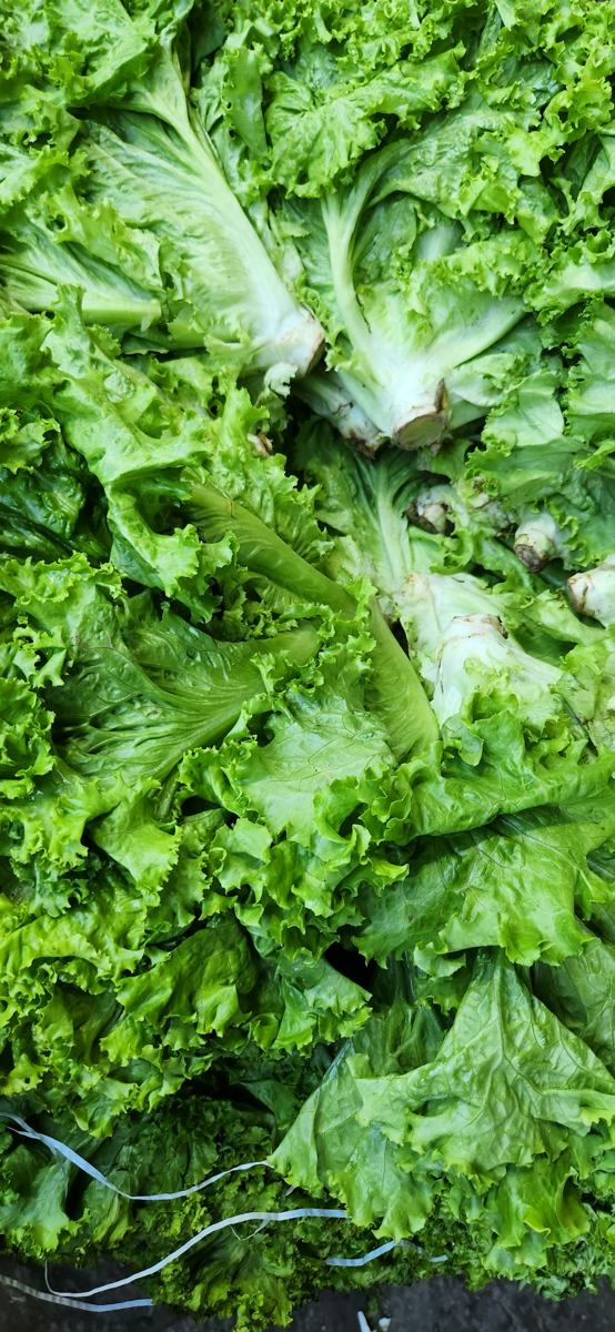 Frisée