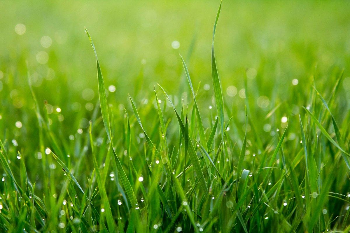 Herbe fraîche