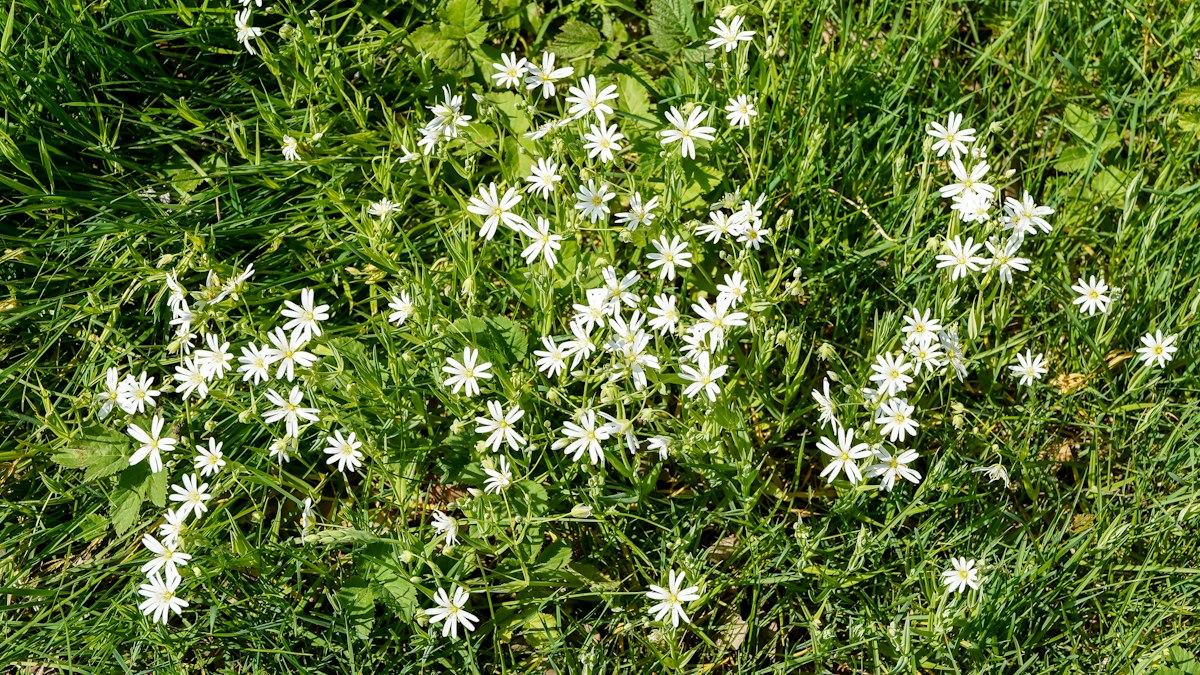 Mouron blanc