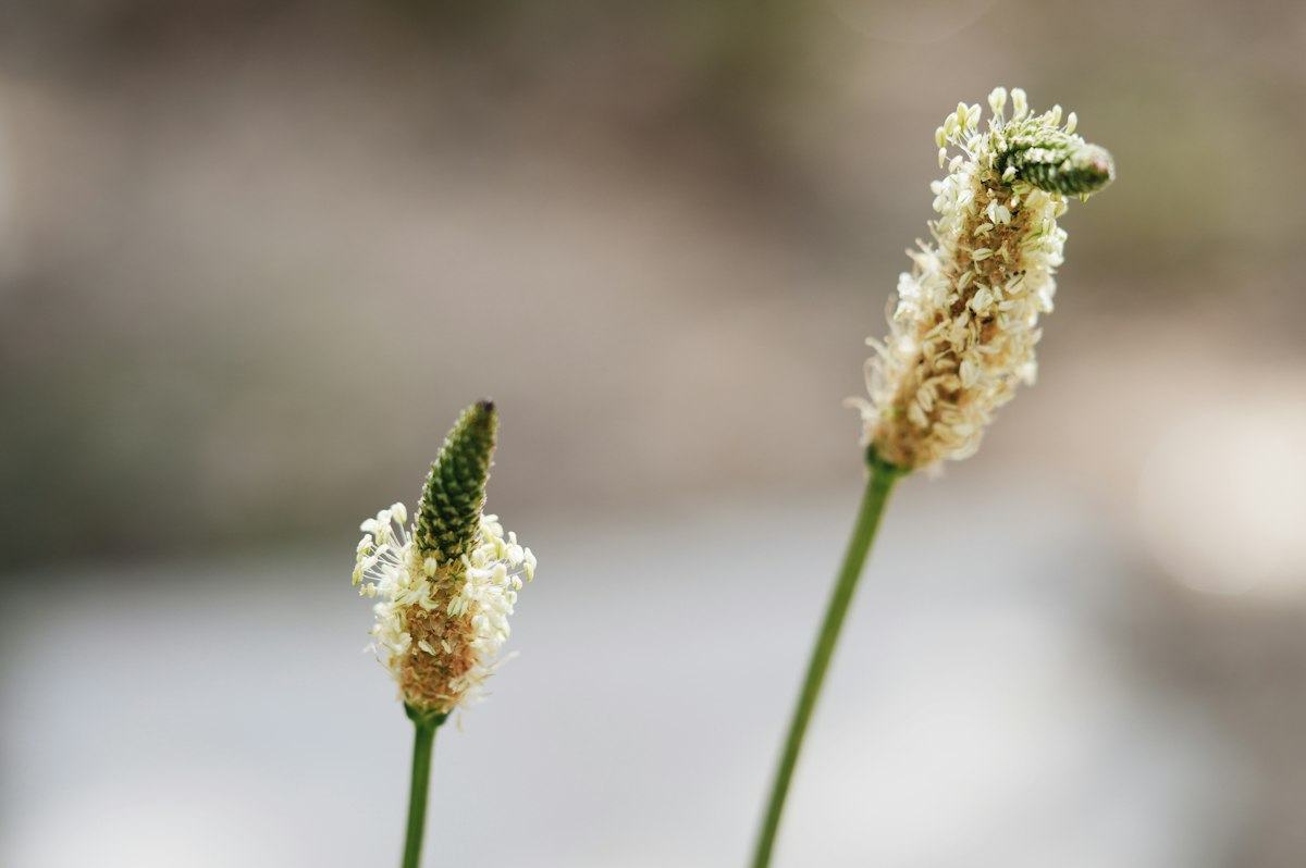 Plantain
