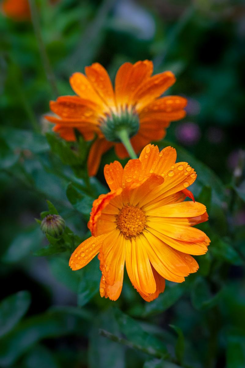 Souci (calendula)