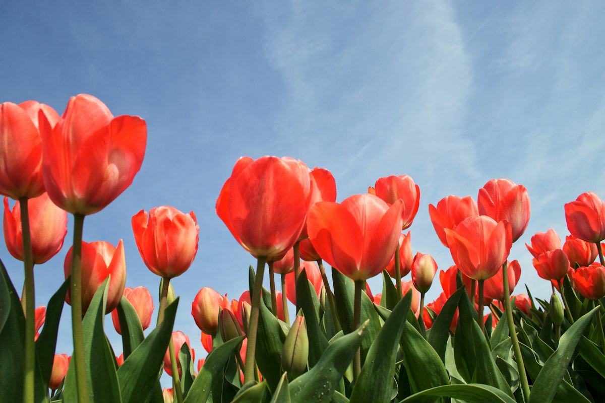 Tulipe