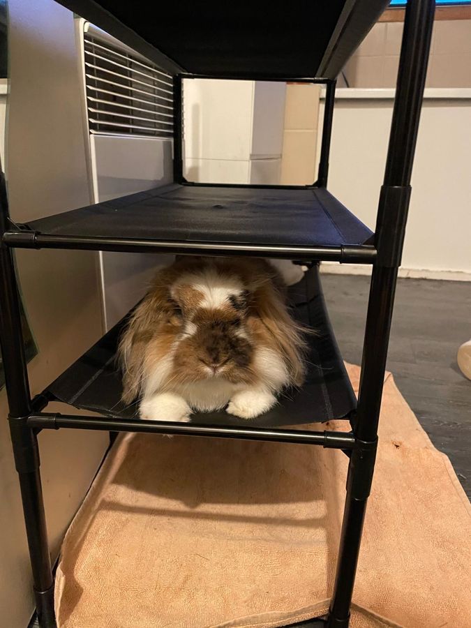 Grégory, petit bélier tête de lion