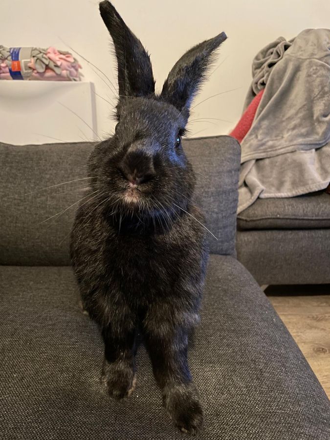 Judy, lapin alaska